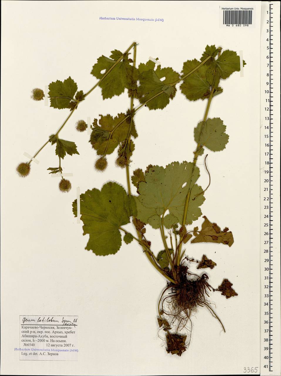 Geum latilobum Sommier & Levier, Caucasus, Stavropol Krai, Karachay-Cherkessia & Kabardino-Balkaria (K1b) (Russia)