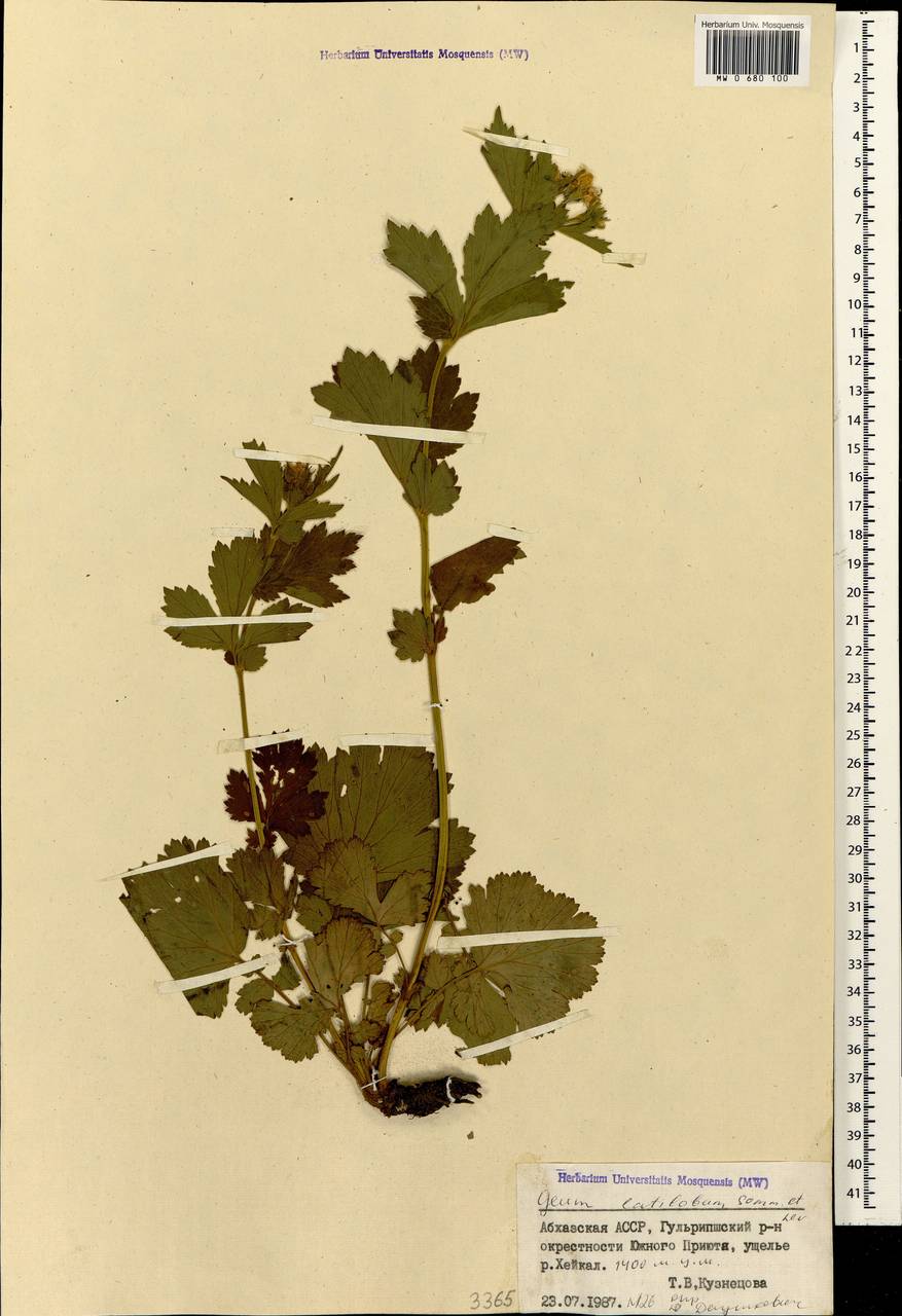 Geum latilobum Sommier & Levier, Caucasus, Abkhazia (K4a) (Abkhazia)