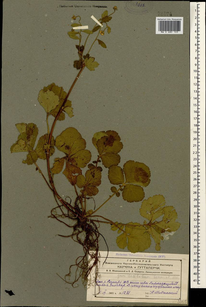 Geum latilobum Sommier & Levier, Caucasus, Azerbaijan (K6) (Azerbaijan)