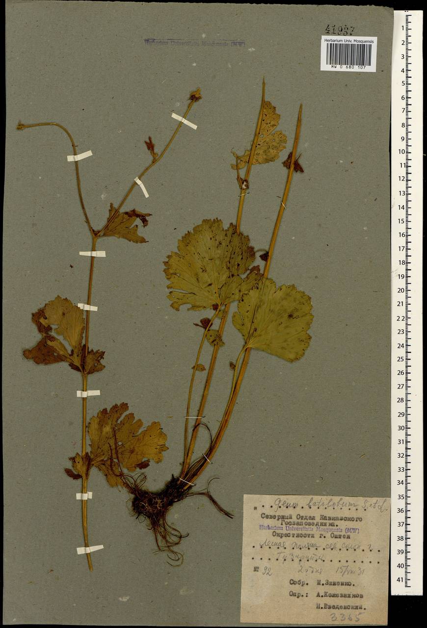 Geum latilobum Sommier & Levier, Caucasus, Krasnodar Krai & Adygea (K1a) (Russia)
