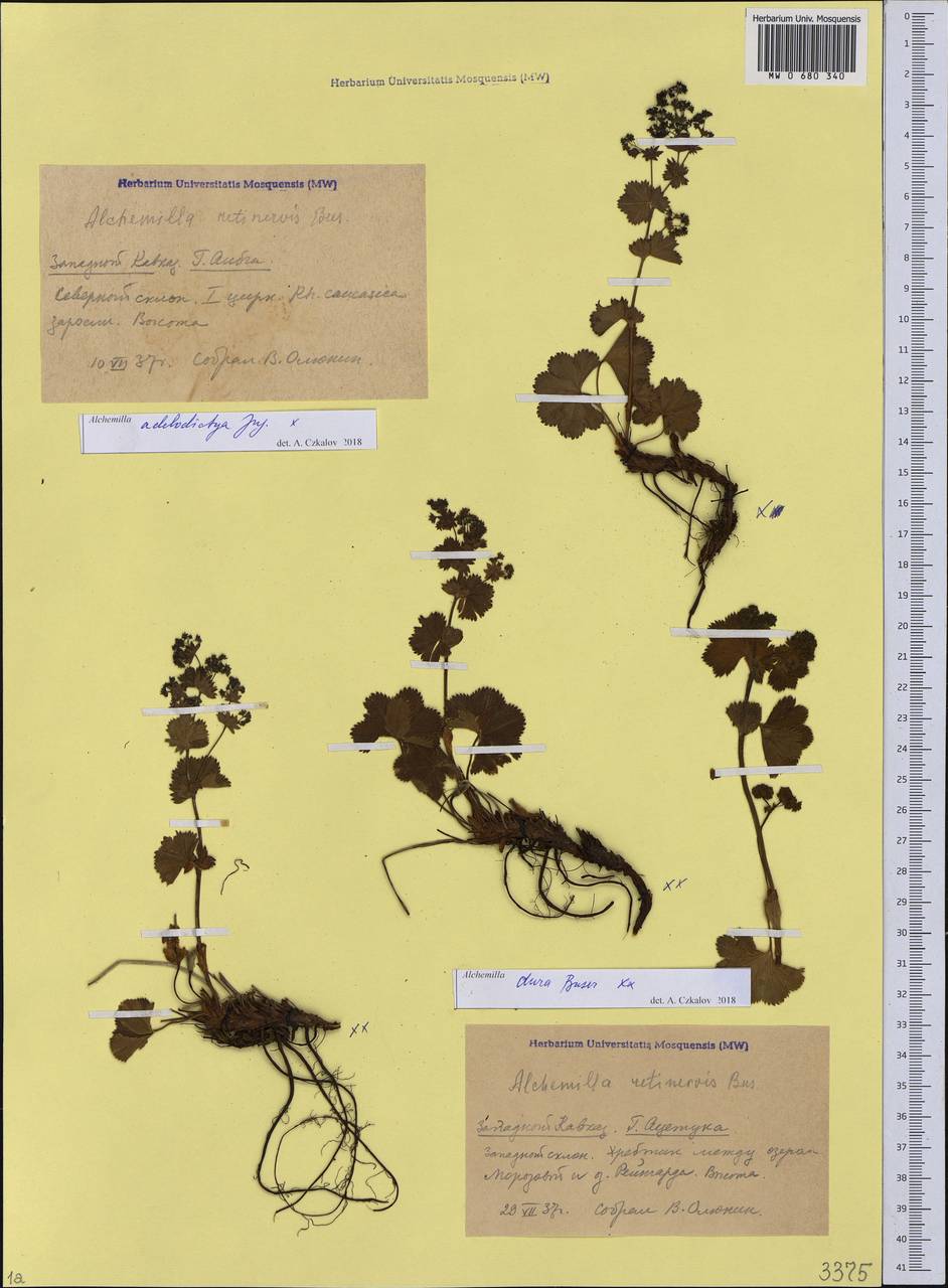 Alchemilla adelodictya Juz., Caucasus, Krasnodar Krai & Adygea (K1a) (Russia)