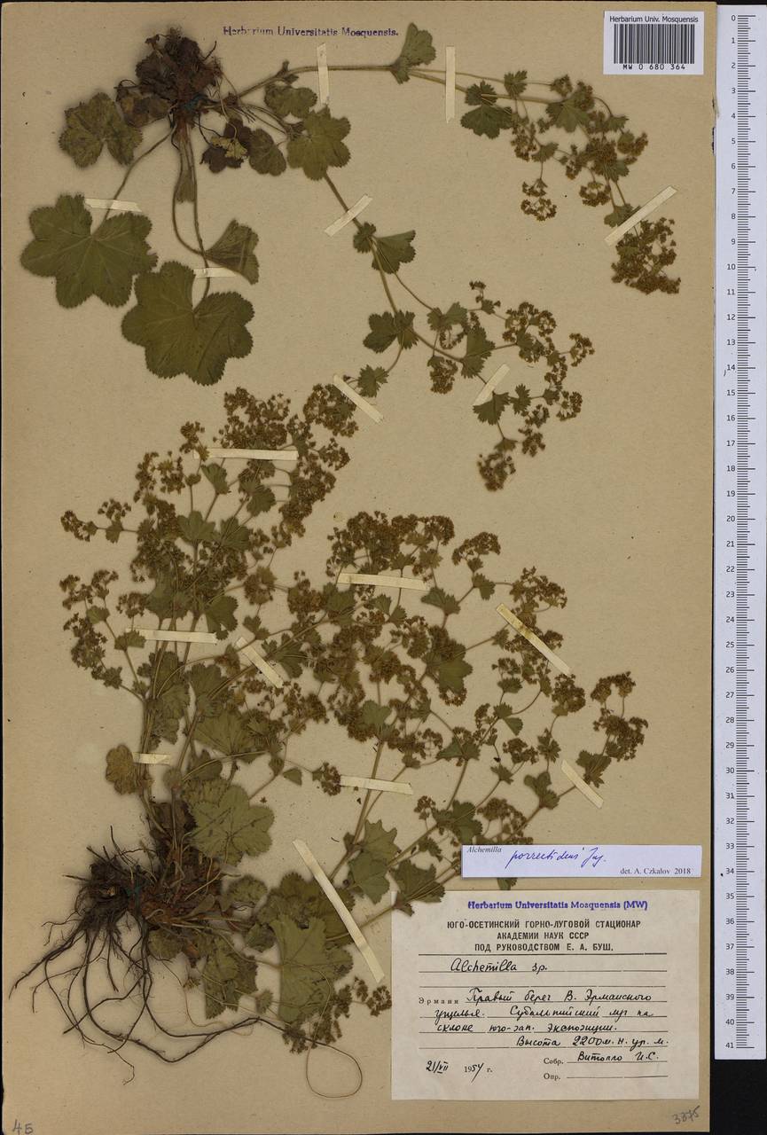 Alchemilla porrectidens Juz., Caucasus, South Ossetia (K4b) (South Ossetia)