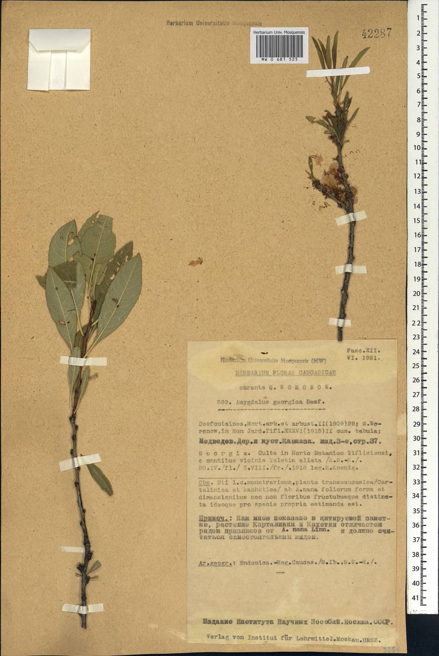 Prunus tenella Batsch, Caucasus, Georgia (K4) (Georgia)