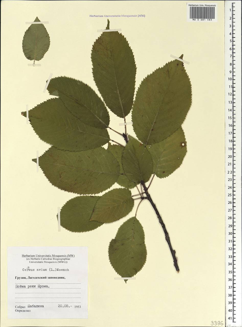 Prunus avium (L.) L., Caucasus, Georgia (K4) (Georgia)