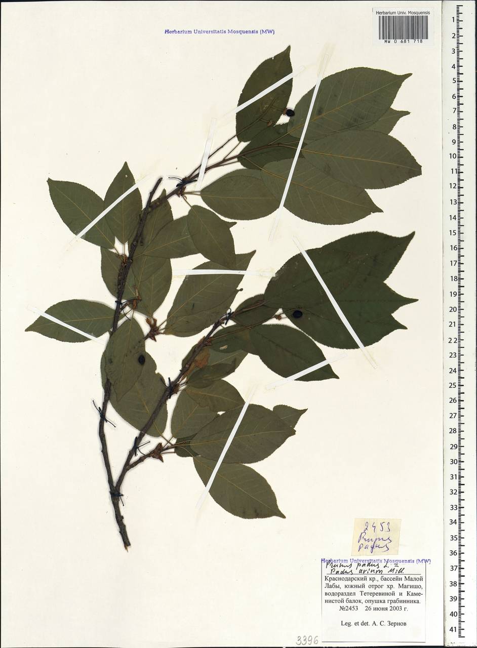 Prunus padus L., Caucasus, Krasnodar Krai & Adygea (K1a) (Russia)