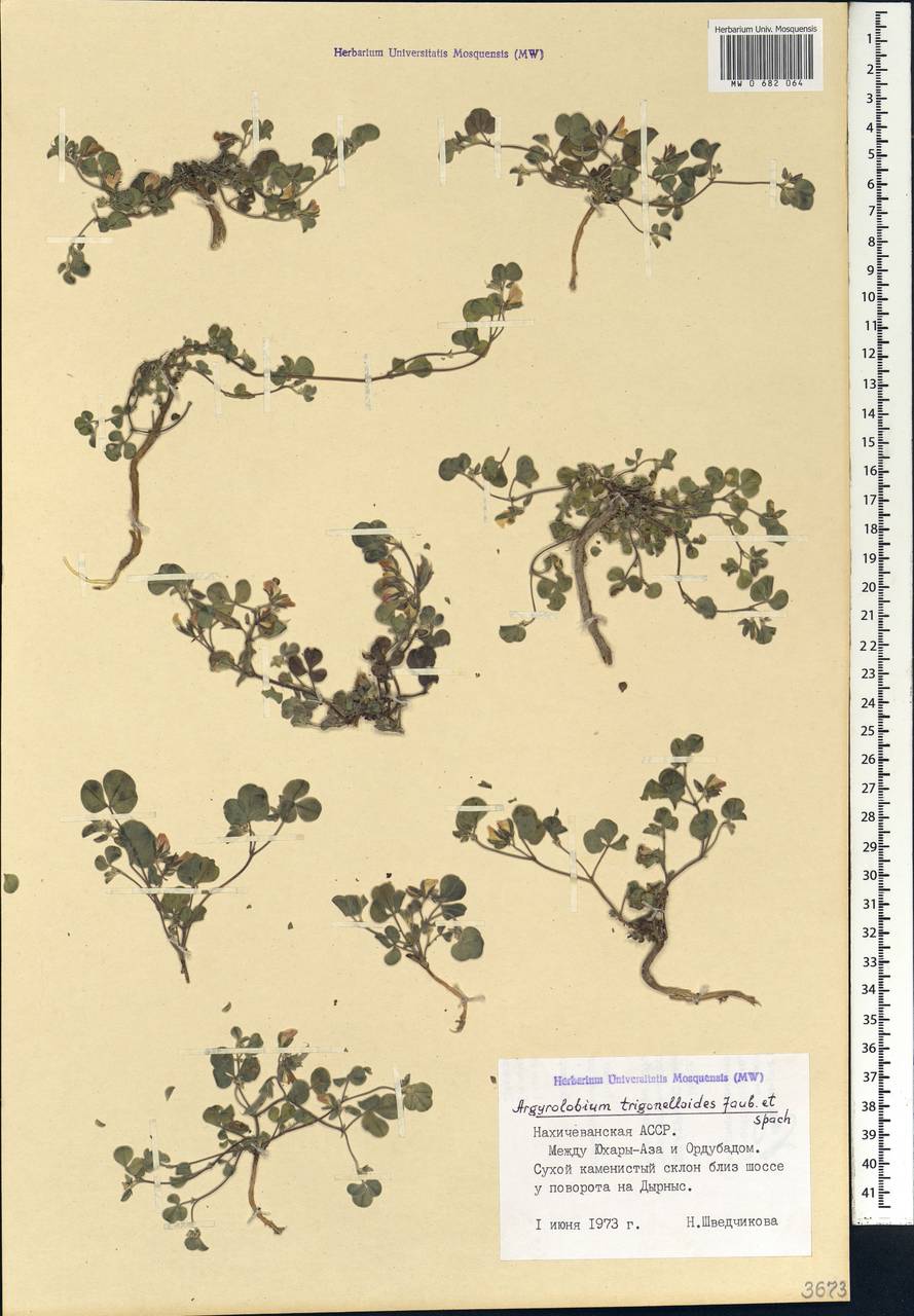 Argyrolobium trigonelloides Jaub. & Spach, Caucasus, Azerbaijan (K6) (Azerbaijan)