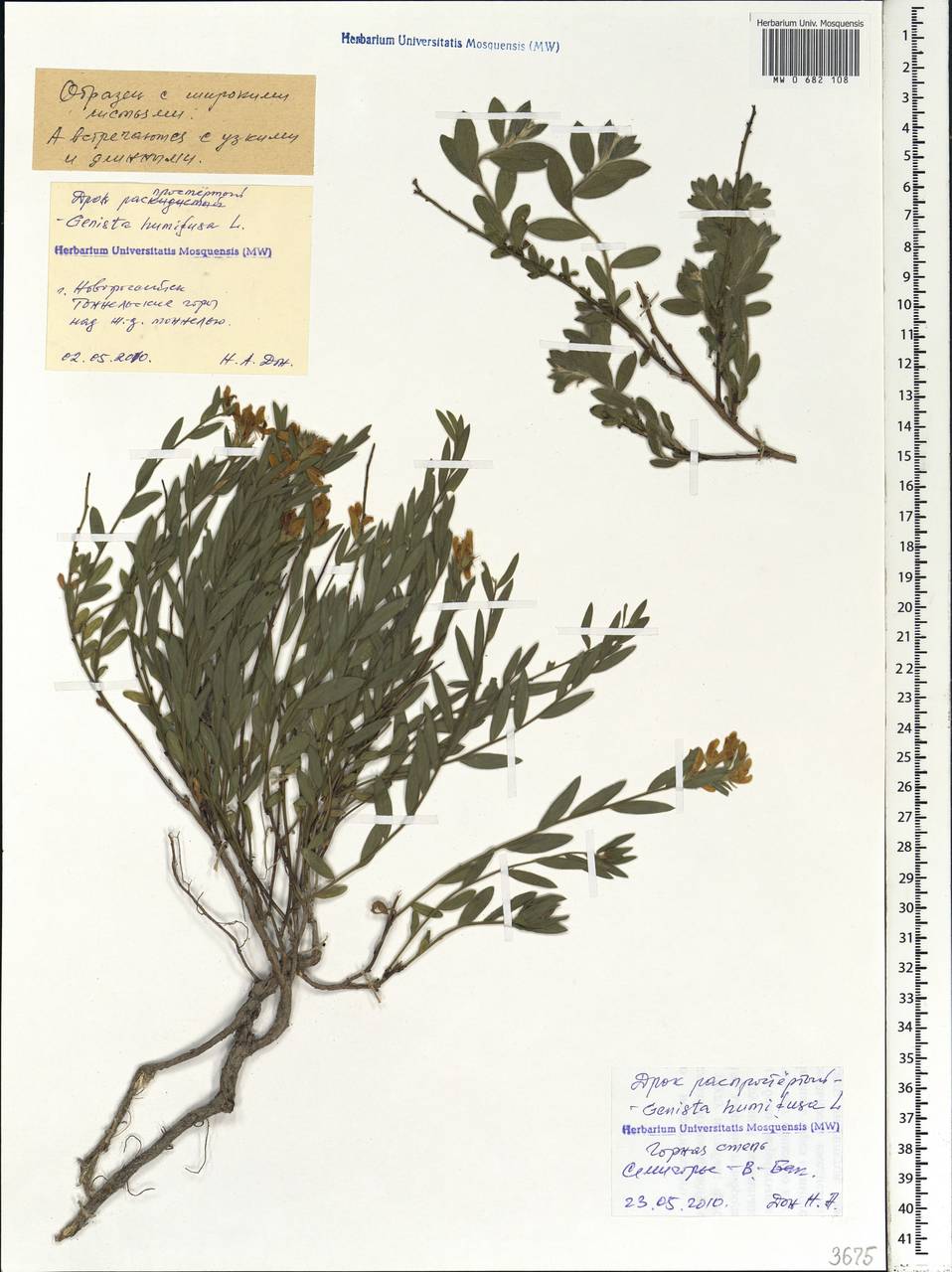 Genista humifusa L., Caucasus, Black Sea Shore (from Novorossiysk to Adler) (K3) (Russia)