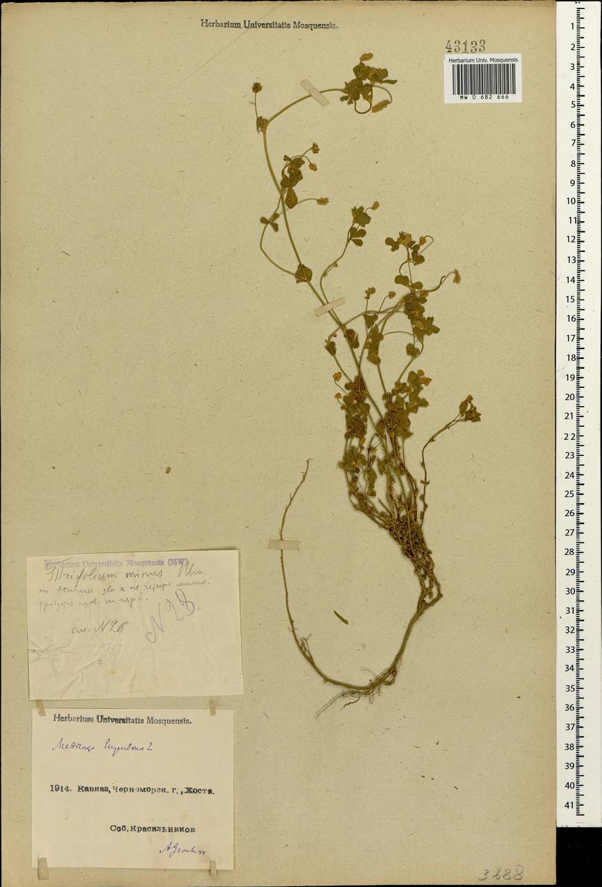 Medicago lupulina L., Caucasus, Black Sea Shore (from Novorossiysk to Adler) (K3) (Russia)