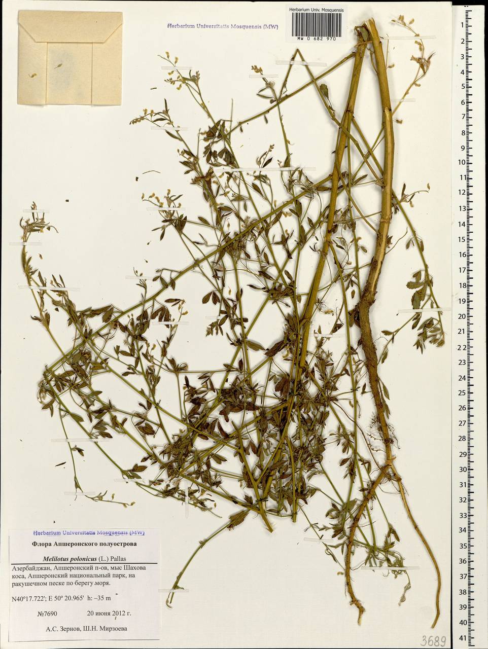 Melilotus polonicus (L.)Pall., Caucasus, Azerbaijan (K6) (Azerbaijan)