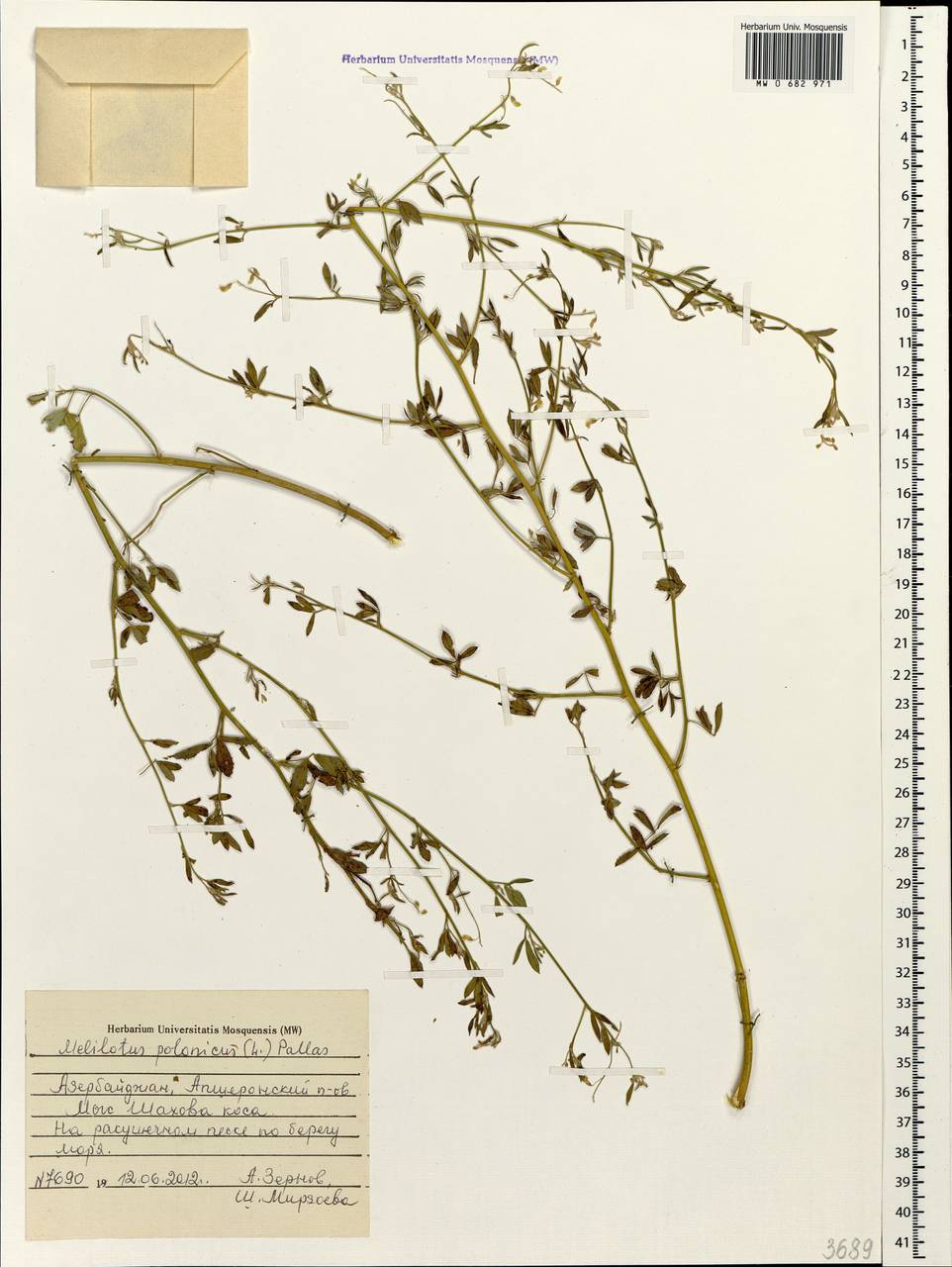 Melilotus polonicus (L.)Pall., Caucasus, Azerbaijan (K6) (Azerbaijan)