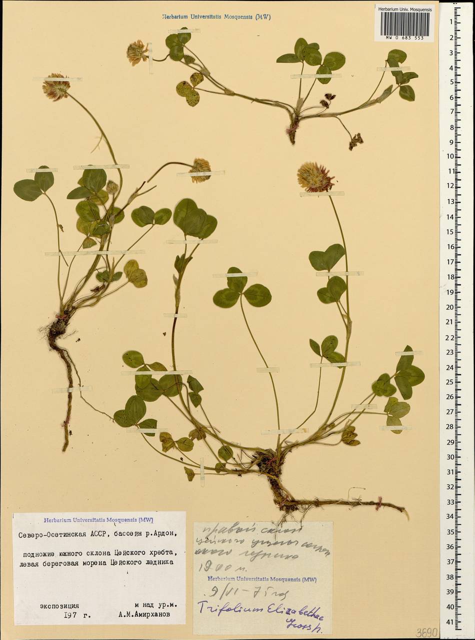 Trifolium elizabethae Grossh., Caucasus, North Ossetia, Ingushetia & Chechnya (K1c) (Russia)
