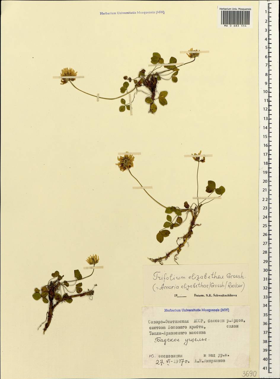 Trifolium elizabethae Grossh., Caucasus, North Ossetia, Ingushetia & Chechnya (K1c) (Russia)