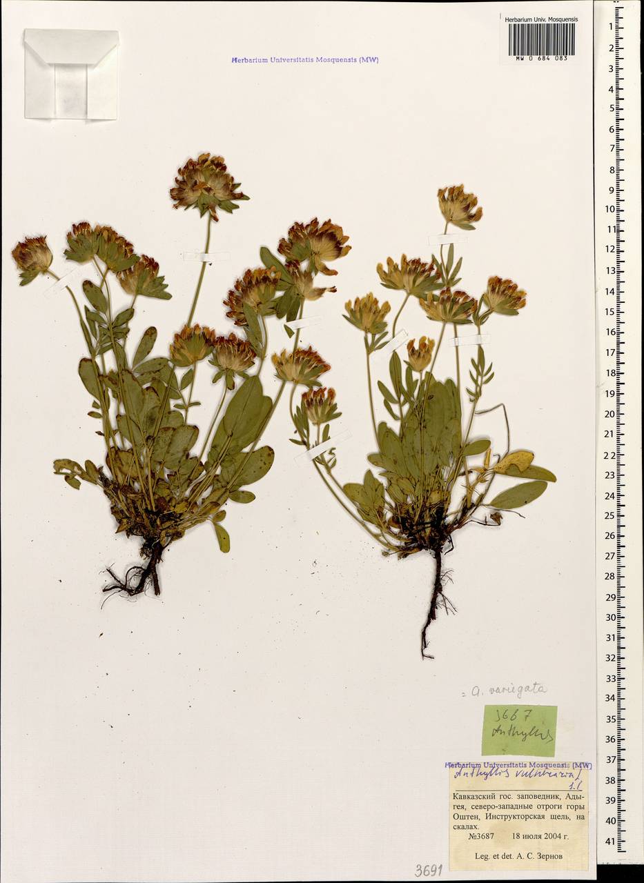Anthyllis vulneraria subsp. variegata (Boiss.) Bornm., Caucasus, Krasnodar Krai & Adygea (K1a) (Russia)