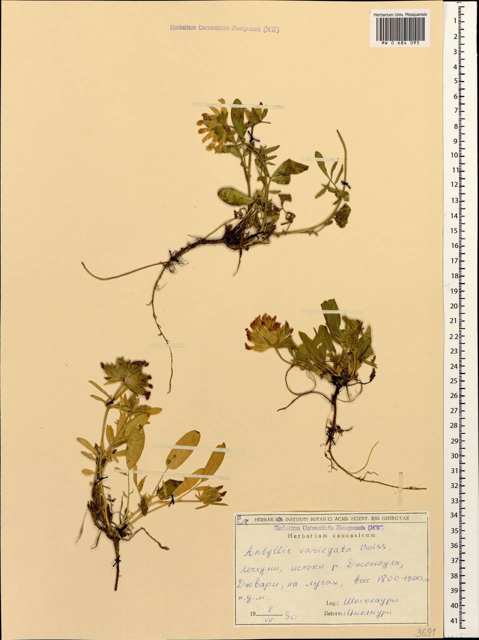 Anthyllis vulneraria subsp. variegata (Boiss.) Bornm., Caucasus, Georgia (K4) (Georgia)