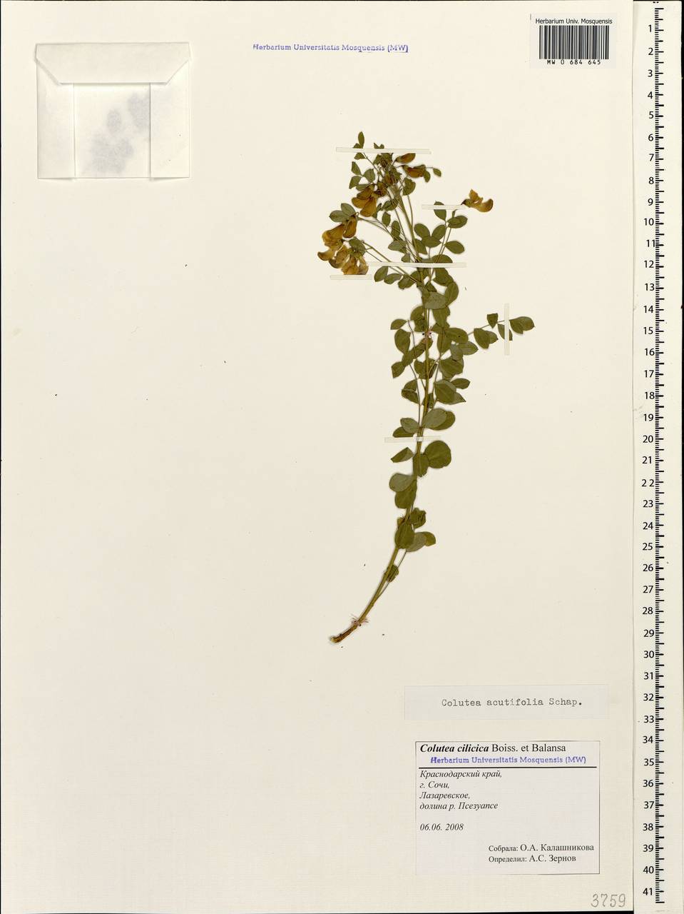 Colutea acutifolia Shap., Caucasus, Black Sea Shore (from Novorossiysk to Adler) (K3) (Russia)