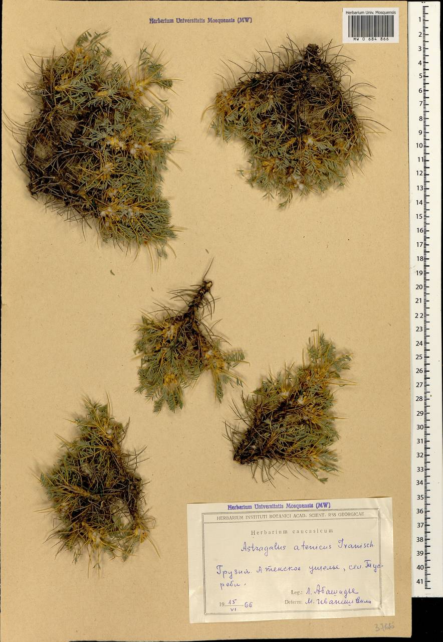 Astragalus microcephalus subsp. microcephalus, Caucasus, Georgia (K4) (Georgia)