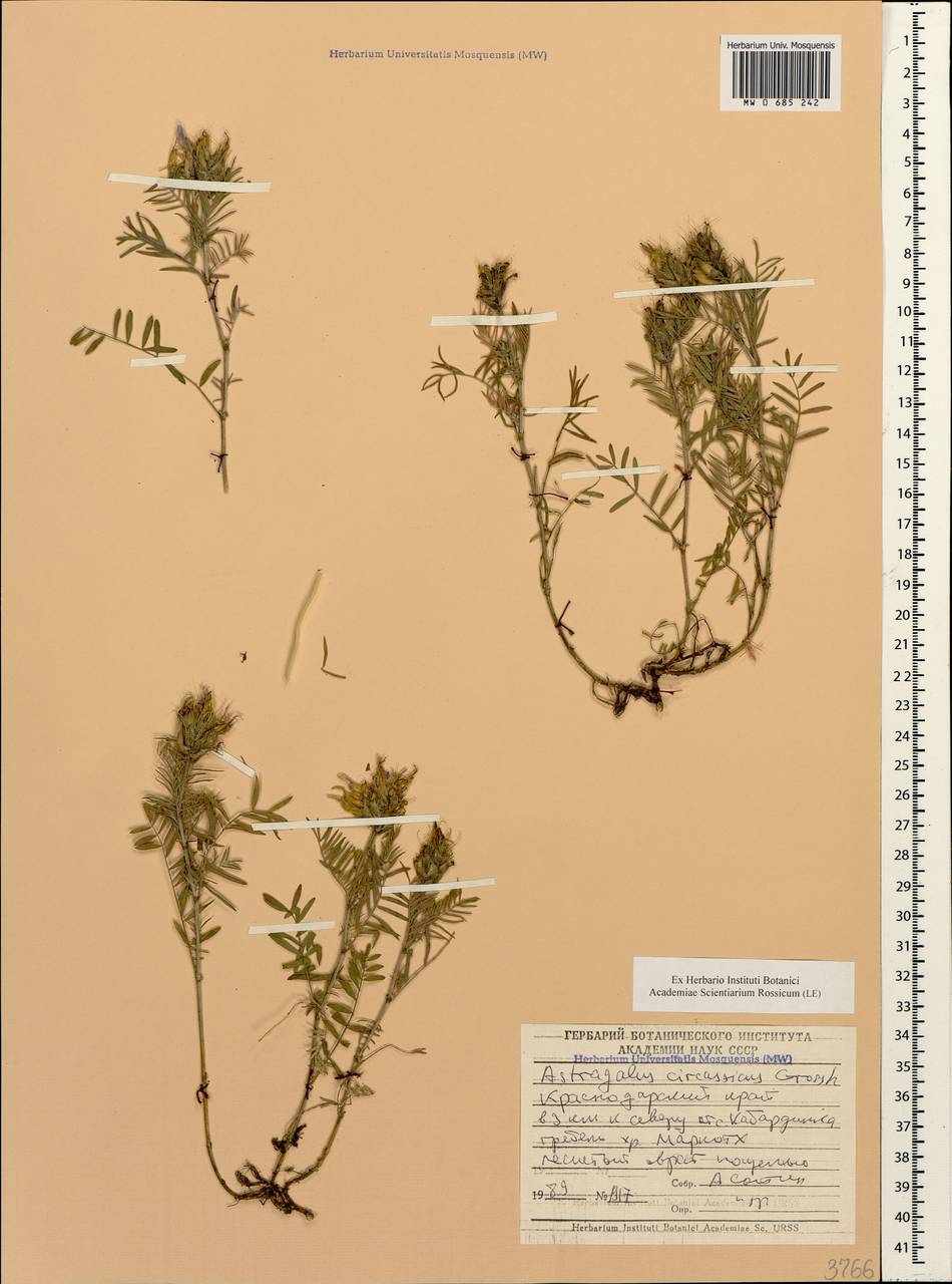 Astragalus circassicus Grossh., Caucasus, Black Sea Shore (from Novorossiysk to Adler) (K3) (Russia)