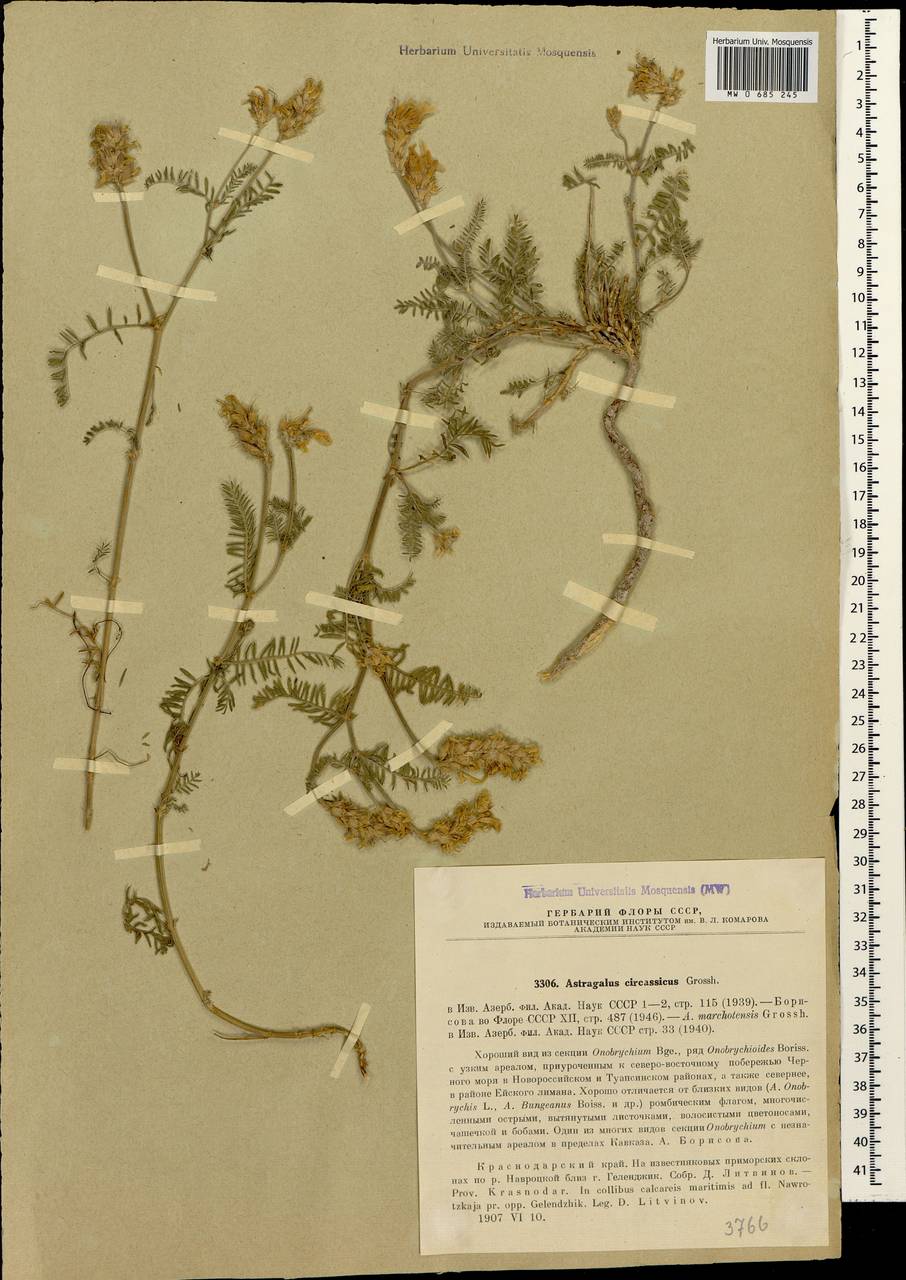 Astragalus circassicus Grossh., Caucasus, Black Sea Shore (from Novorossiysk to Adler) (K3) (Russia)
