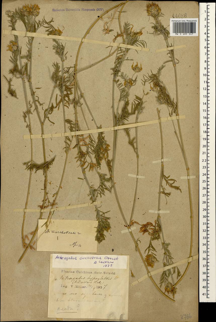 Astragalus circassicus Grossh., Caucasus, Black Sea Shore (from Novorossiysk to Adler) (K3) (Russia)