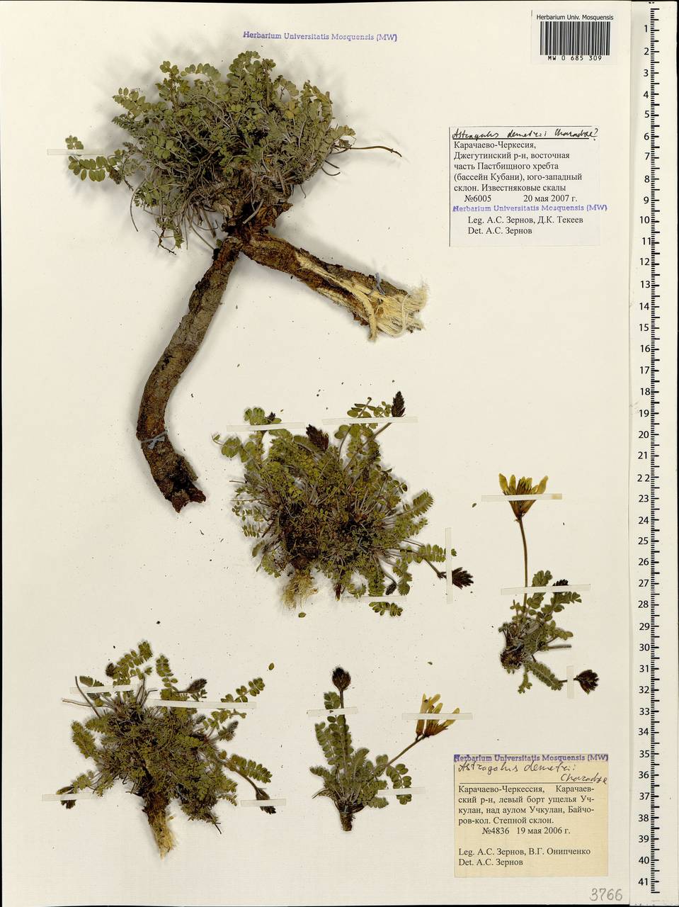 Astragalus somcheticus C. Koch, Caucasus, Stavropol Krai, Karachay-Cherkessia & Kabardino-Balkaria (K1b) (Russia)