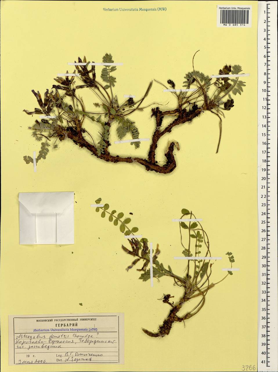 Astragalus somcheticus C. Koch, Caucasus, Stavropol Krai, Karachay-Cherkessia & Kabardino-Balkaria (K1b) (Russia)