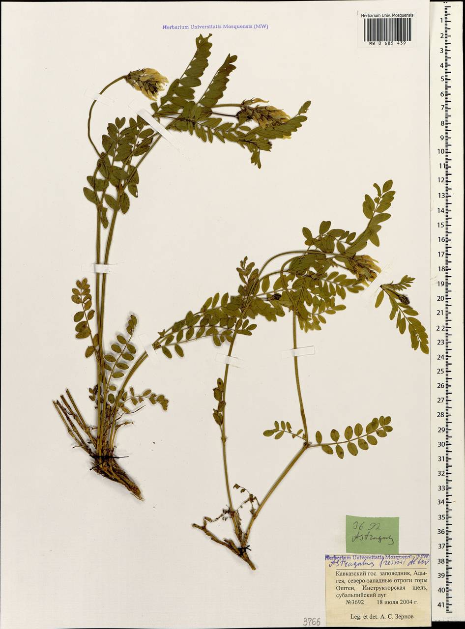 Astragalus freynii Alboff, Caucasus, Krasnodar Krai & Adygea (K1a) (Russia)