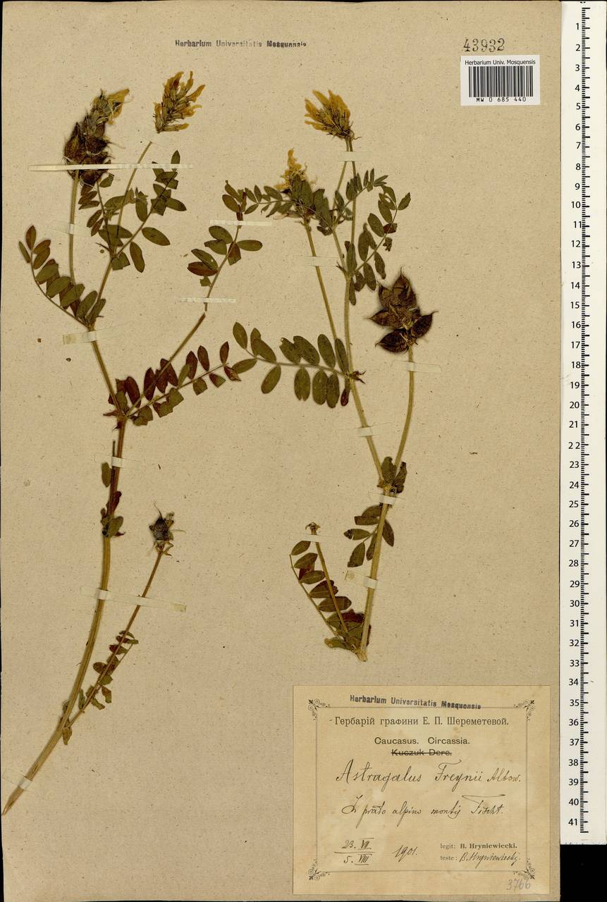 Astragalus freynii Alboff, Caucasus, Krasnodar Krai & Adygea (K1a) (Russia)