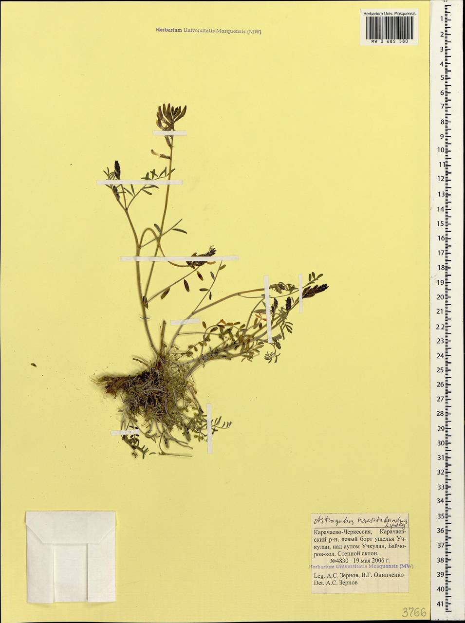 Astragalus haesitabundus Lipsky, Caucasus, Stavropol Krai, Karachay-Cherkessia & Kabardino-Balkaria (K1b) (Russia)