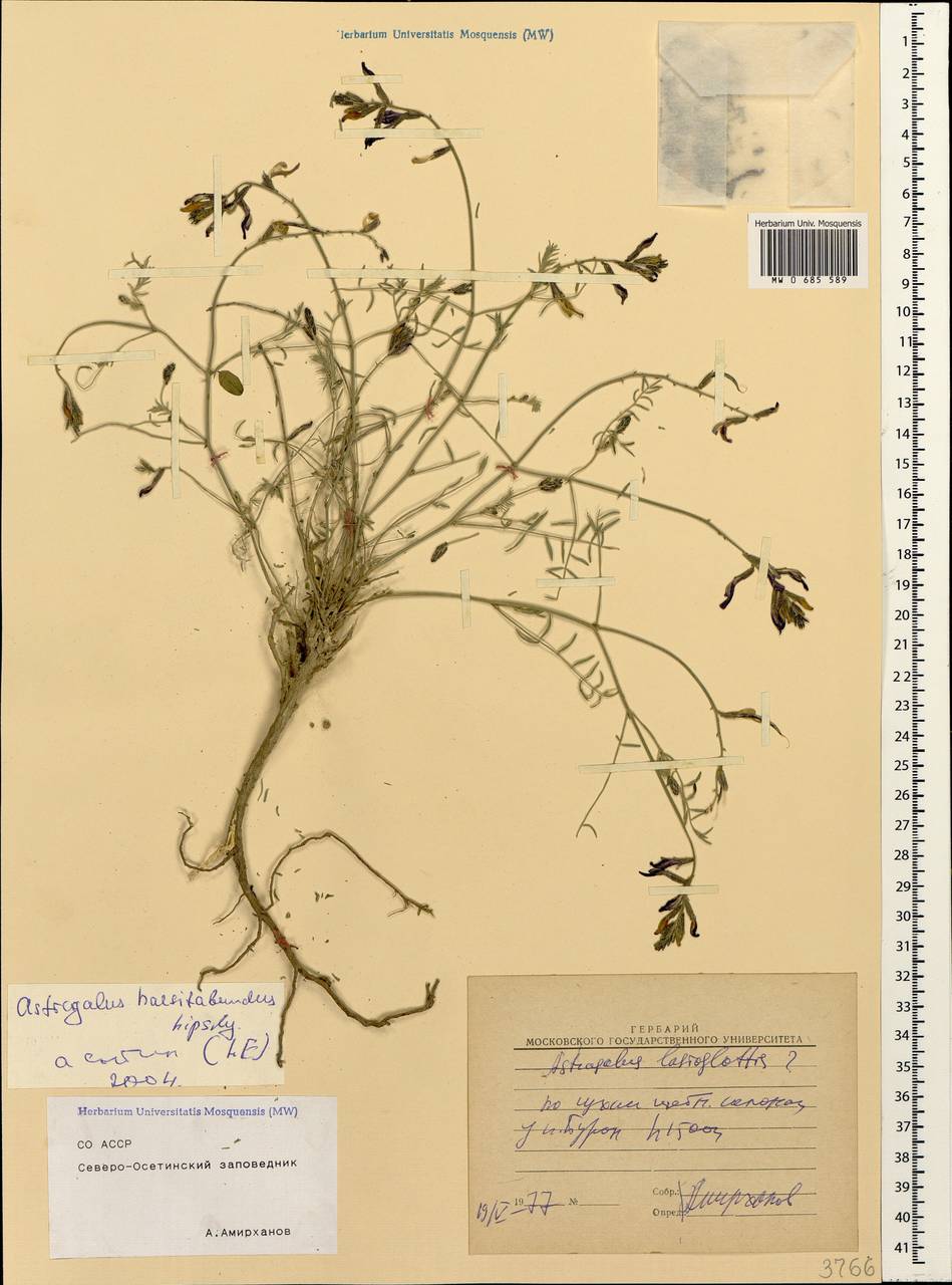 Astragalus haesitabundus Lipsky, Caucasus, North Ossetia, Ingushetia & Chechnya (K1c) (Russia)
