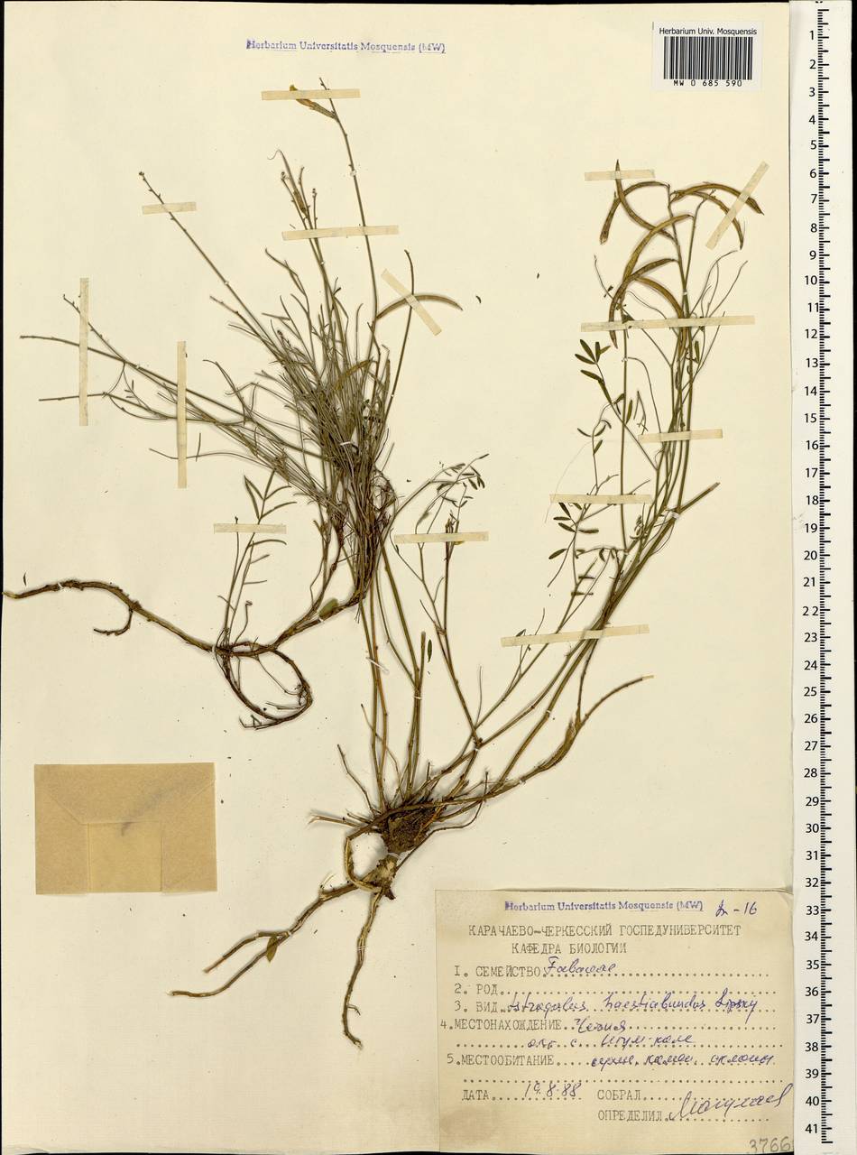 Astragalus haesitabundus Lipsky, Caucasus, North Ossetia, Ingushetia & Chechnya (K1c) (Russia)