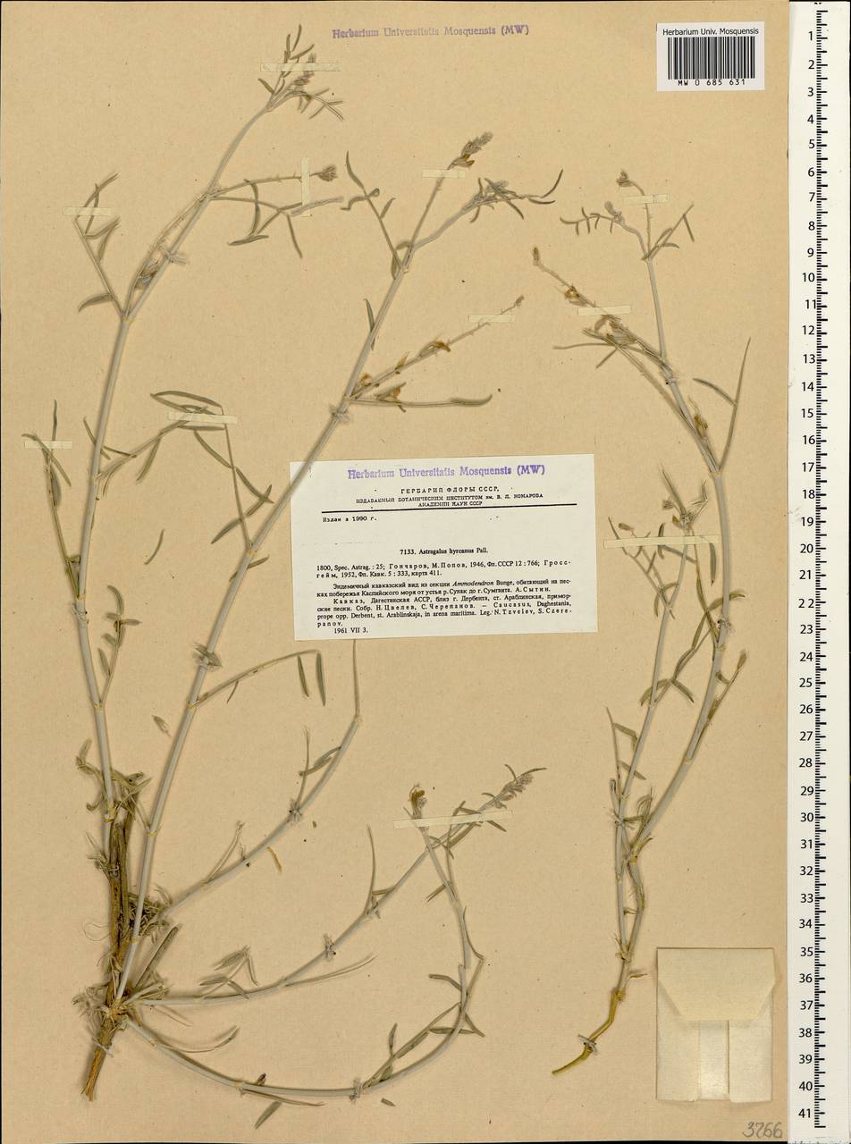 Astragalus hyrcanus Pall., Caucasus, Dagestan (K2) (Russia)