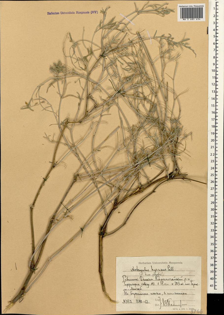 Astragalus hyrcanus Pall., Caucasus, Dagestan (K2) (Russia)