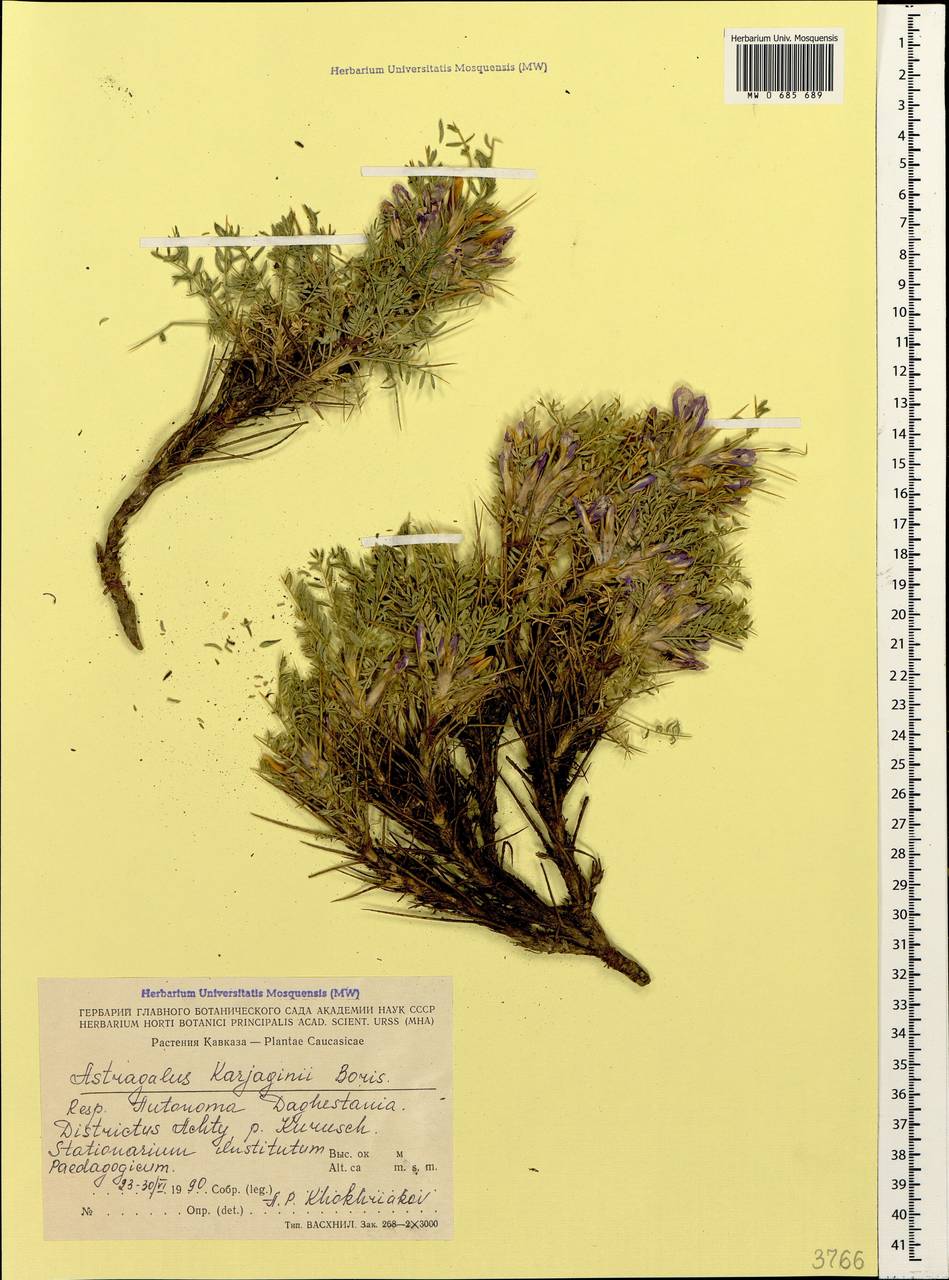 Astragalus karjaginii (A. Boriss.) A. Boriss., Caucasus, Dagestan (K2) (Russia)