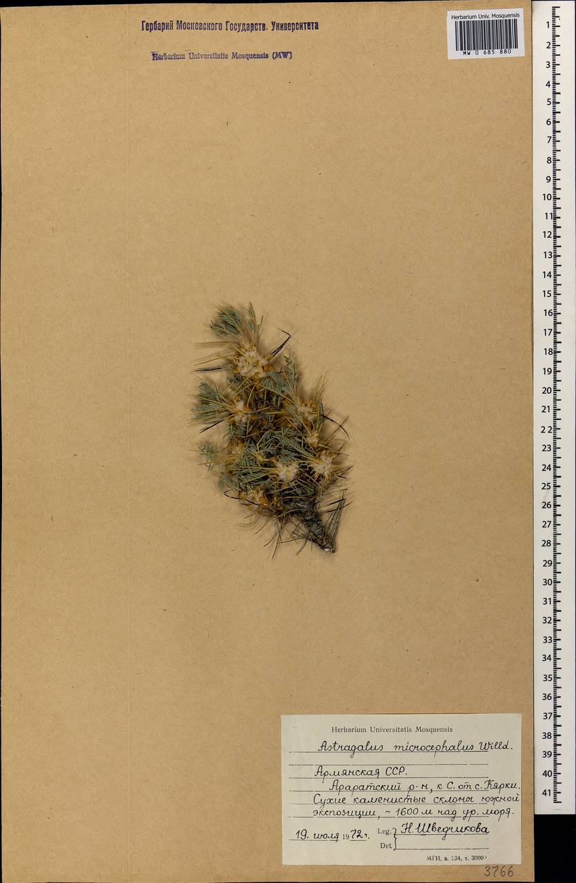Astragalus microcephalus subsp. microcephalus, Caucasus, Armenia (K5) (Armenia)