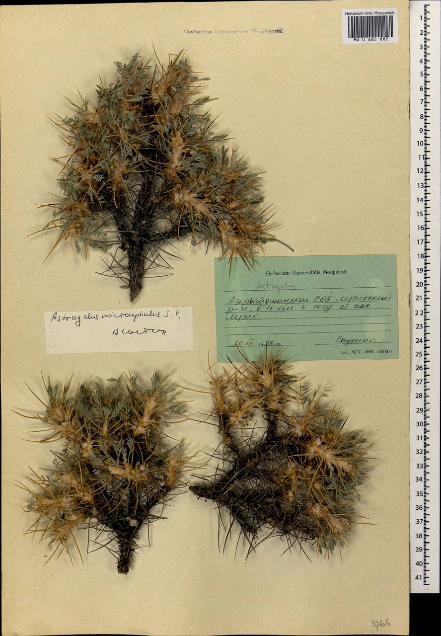 Astragalus microcephalus Willd., Caucasus, Azerbaijan (K6) (Azerbaijan)