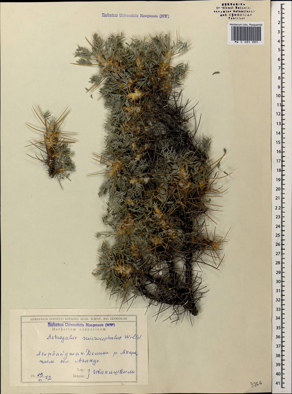 Astragalus microcephalus subsp. microcephalus, Caucasus, Azerbaijan (K6) (Azerbaijan)