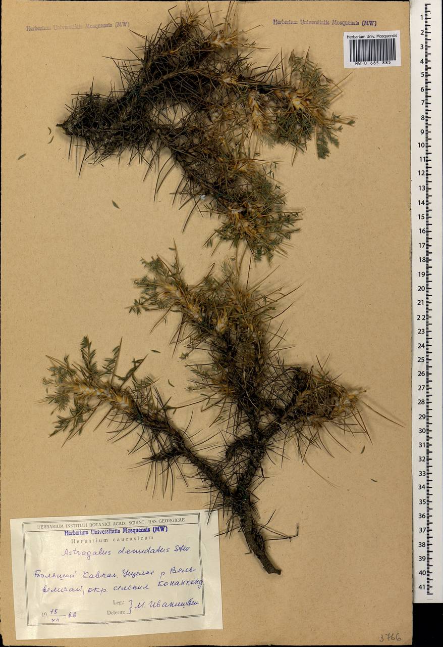 Astragalus microcephalus subsp. microcephalus, Caucasus, Azerbaijan (K6) (Azerbaijan)