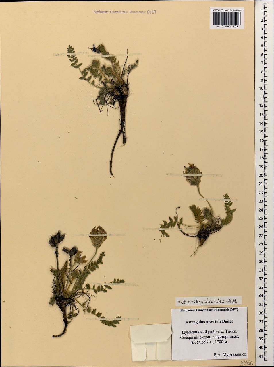 Astragalus onobrychioides Bieb., Caucasus, Dagestan (K2) (Russia)