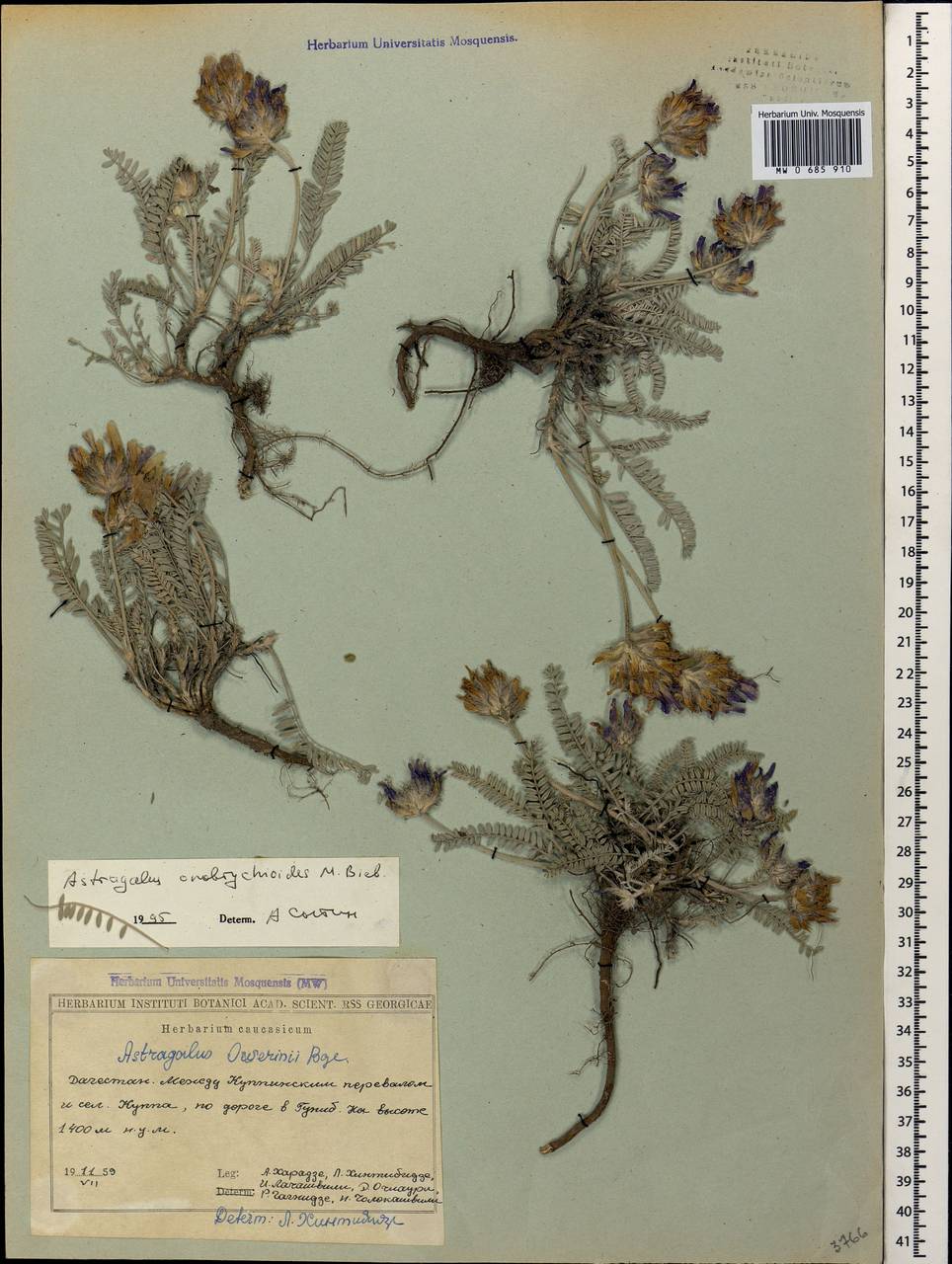 Astragalus onobrychioides M.Bieb., Caucasus, Dagestan (K2) (Russia)