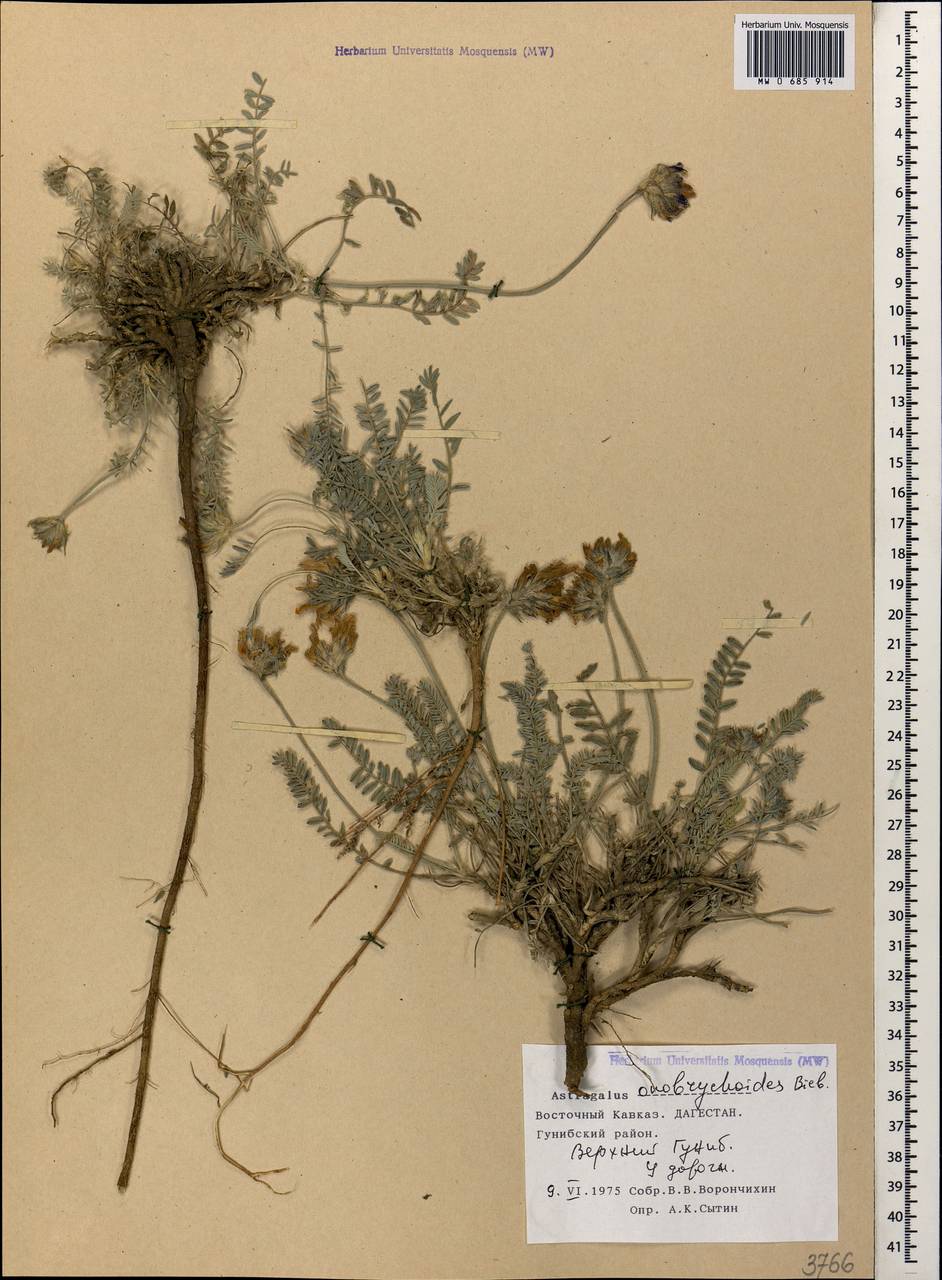 Astragalus onobrychioides Bieb., Caucasus, Dagestan (K2) (Russia)