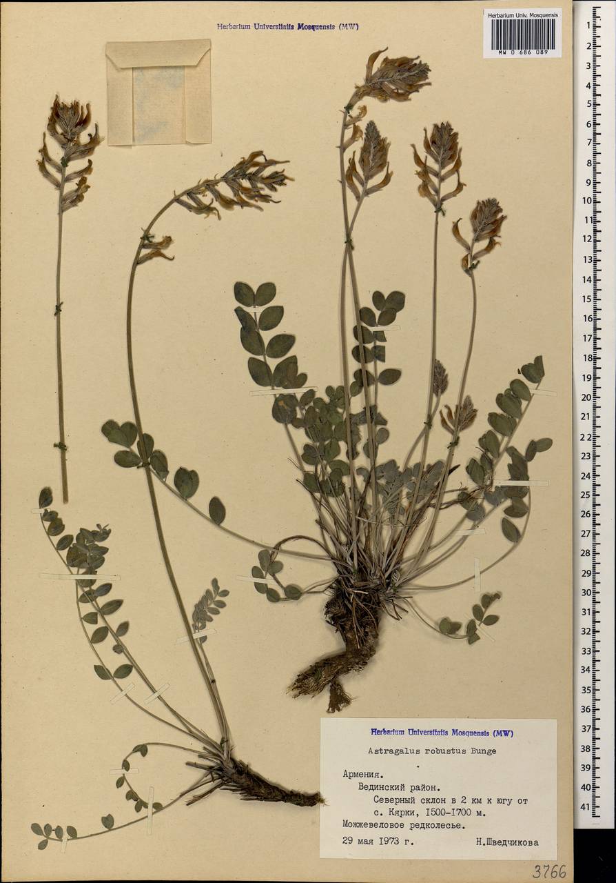 Astragalus robustus Bunge, Caucasus, Armenia (K5) (Armenia)