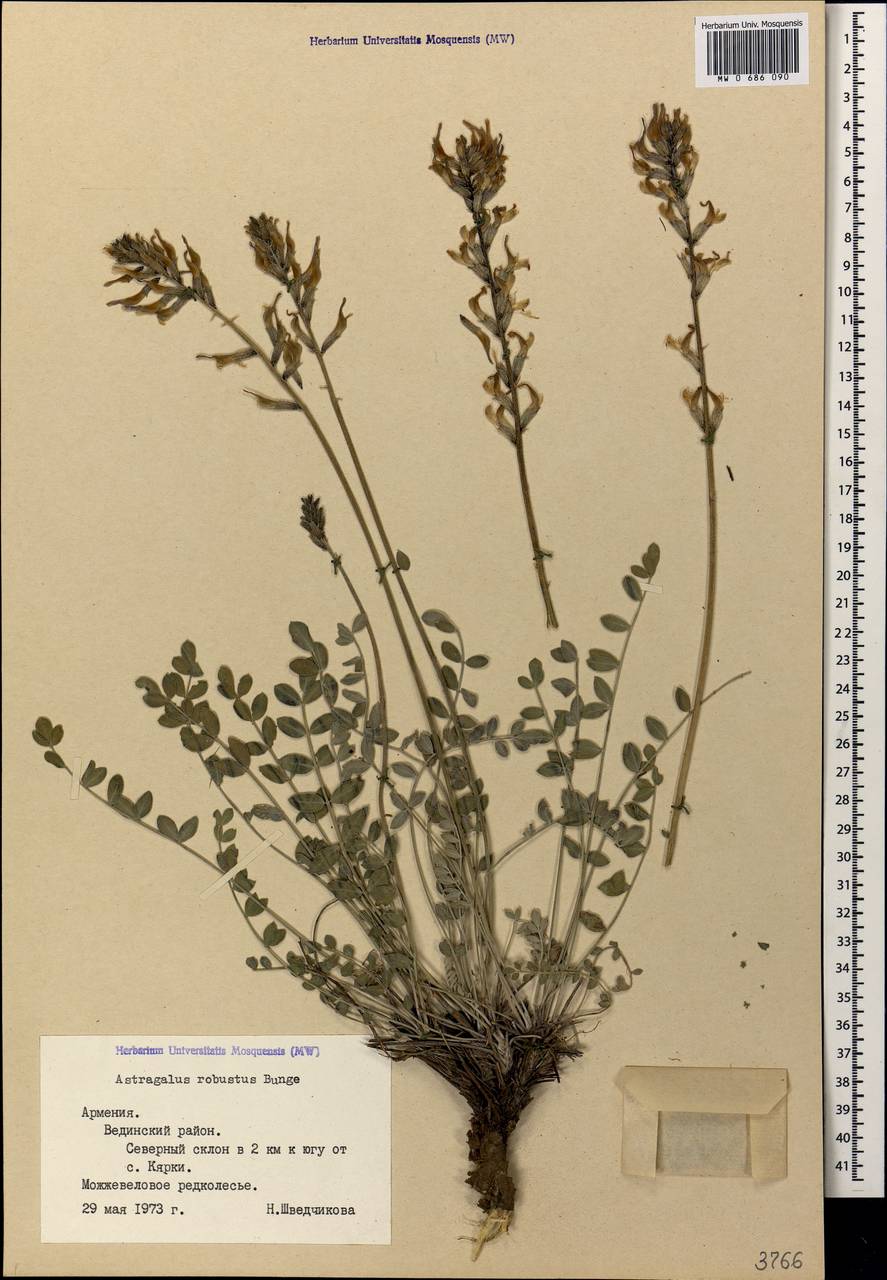 Astragalus robustus Bunge, Caucasus, Armenia (K5) (Armenia)