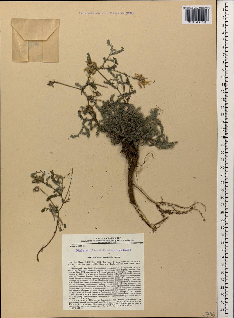 Astragalus shagalensis Grossh., Caucasus, Armenia (K5) (Armenia)
