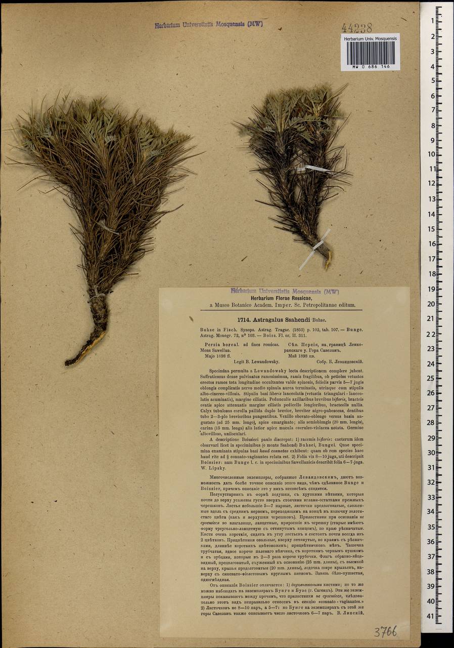 Astragalus sahendi Buhse, Caucasus, Turkish Caucasus (NE Turkey) (K7) (Turkey)