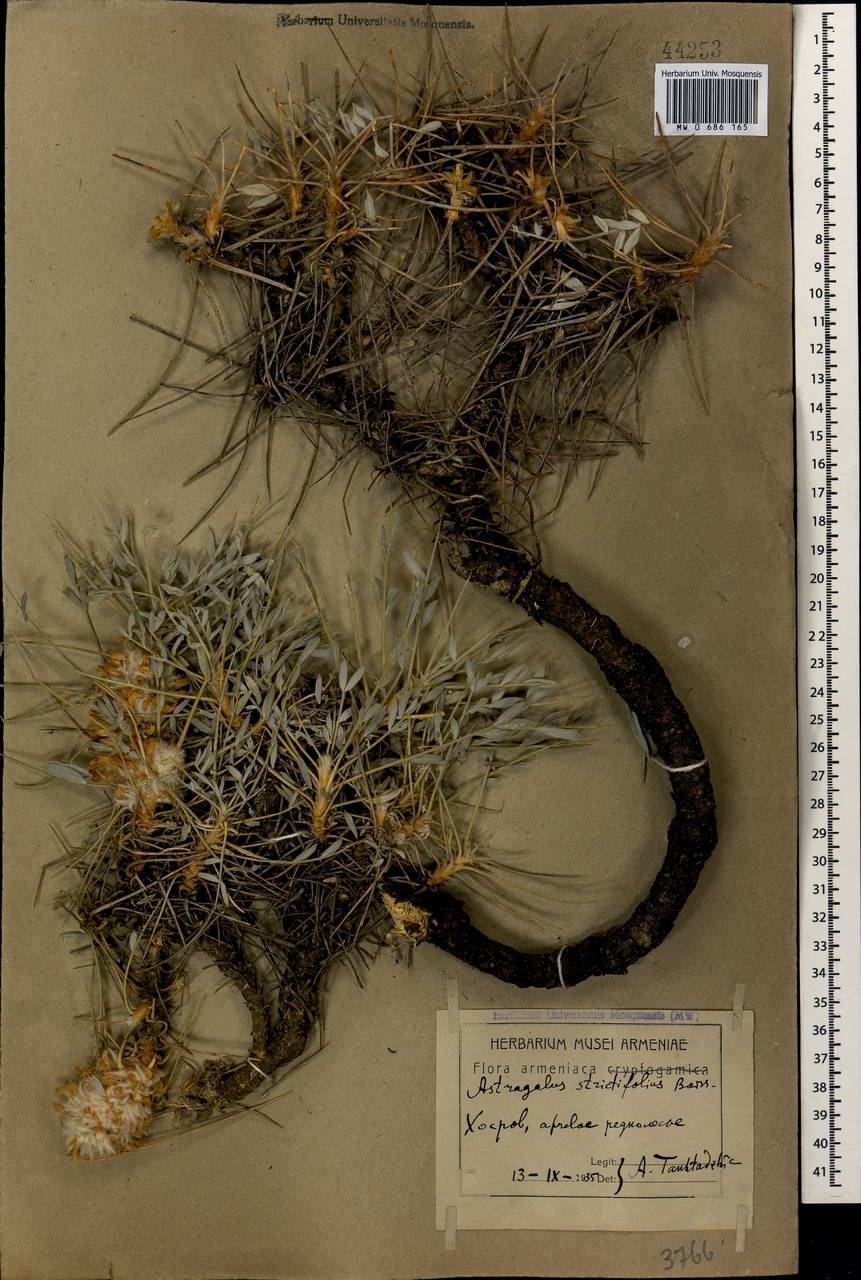 Astragalus micropterus Fischer, Caucasus, Armenia (K5) (Armenia)