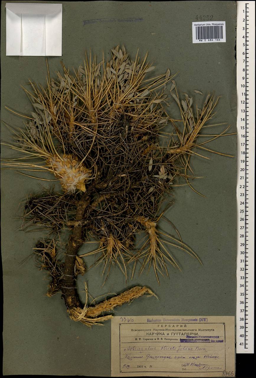 Astragalus micropterus Fischer, Caucasus, Armenia (K5) (Armenia)