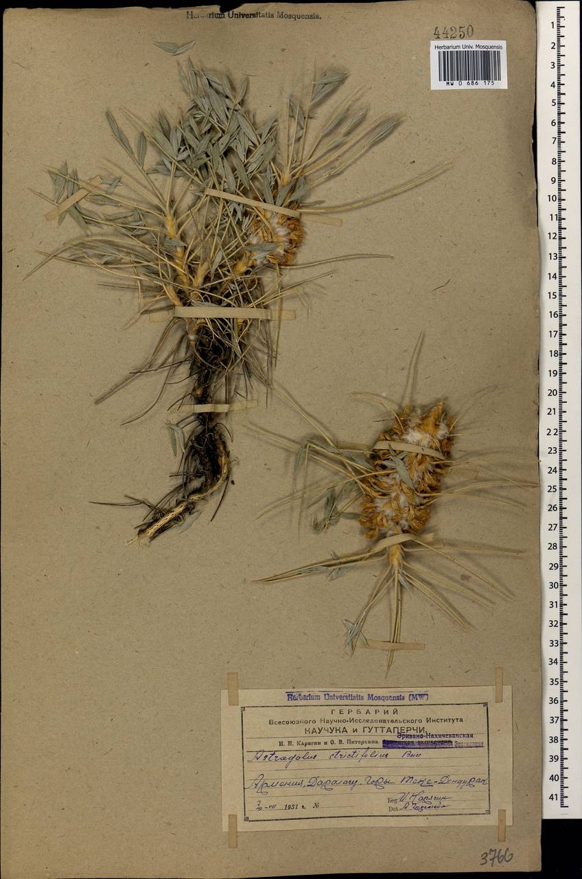 Astragalus micropterus Fischer, Caucasus, Armenia (K5) (Armenia)