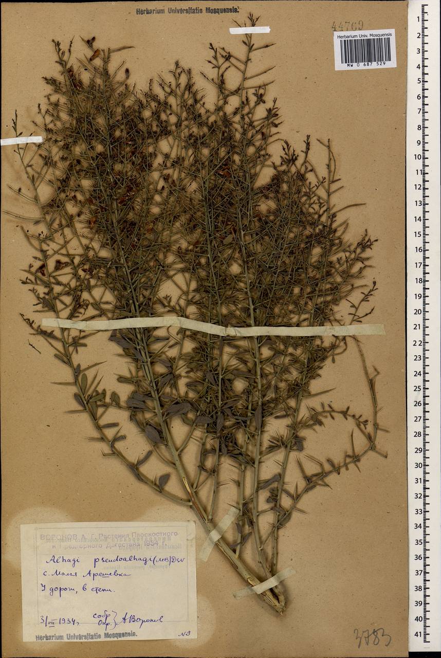 Alhagi pseudalhagi (M.Bieb.) Desv. ex Wangerin, Caucasus, Dagestan (K2) (Russia)
