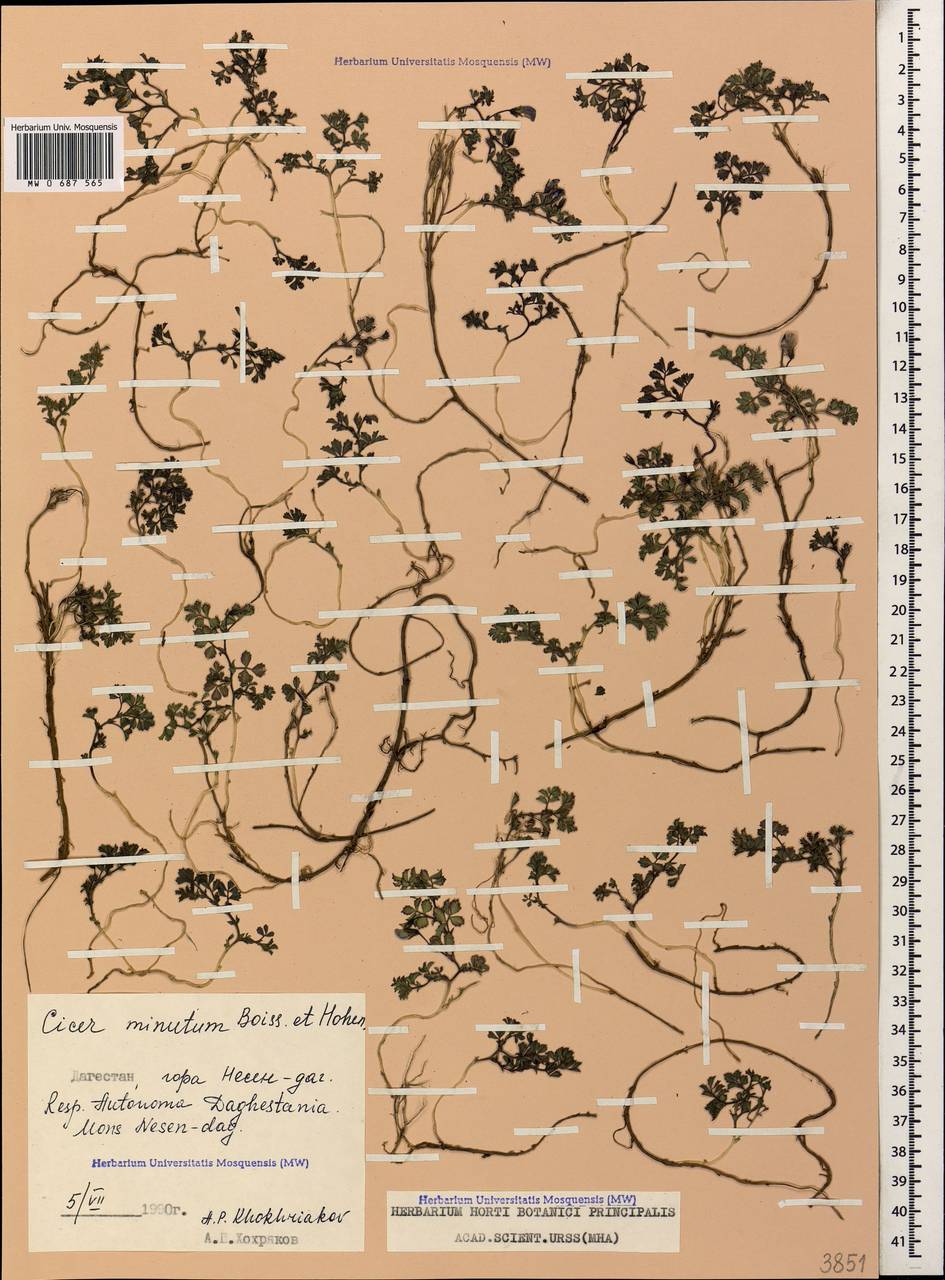 Cicer incisum (Willd.)K.Maly, Caucasus, Dagestan (K2) (Russia)