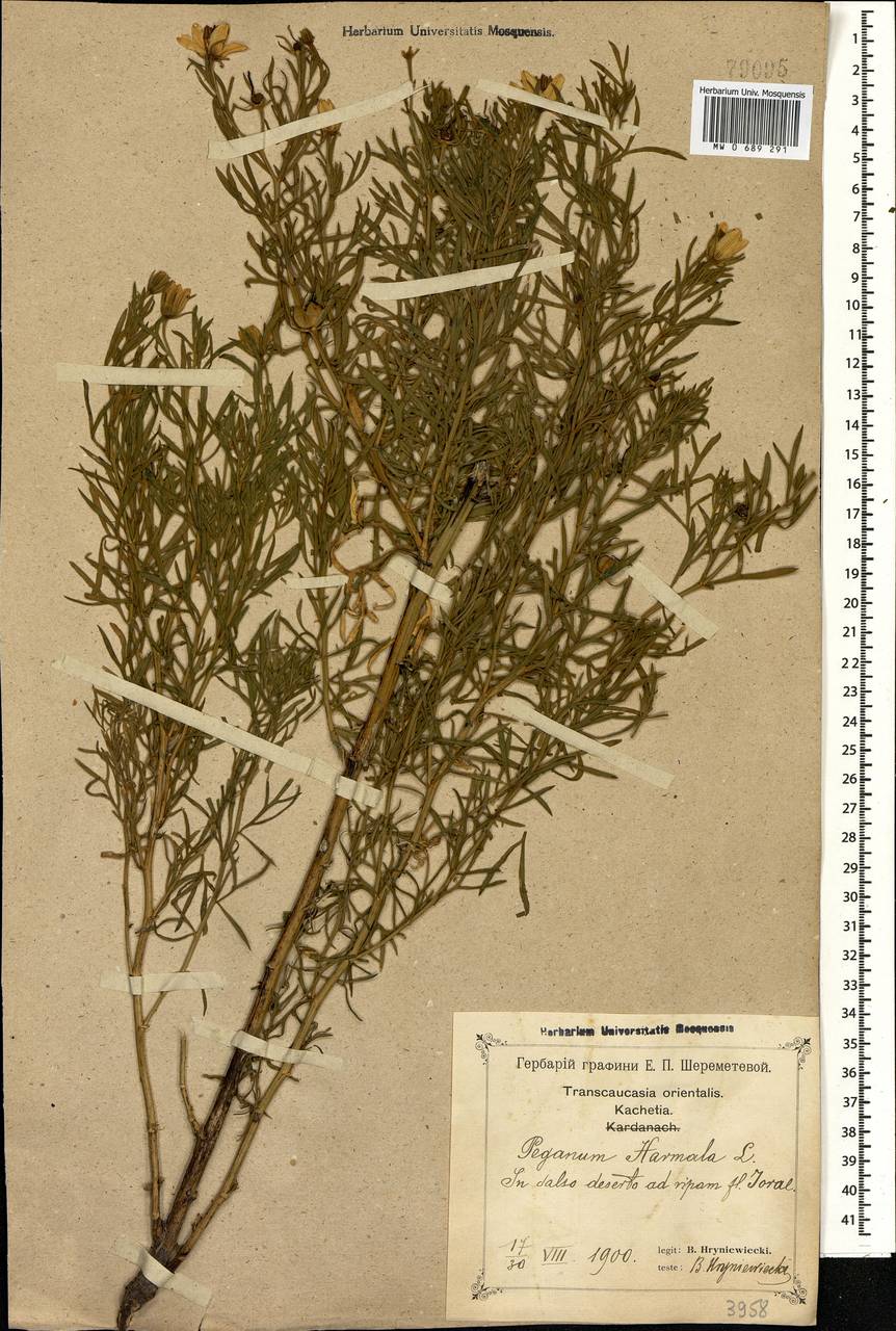Peganum harmala L., Caucasus, Georgia (K4) (Georgia)